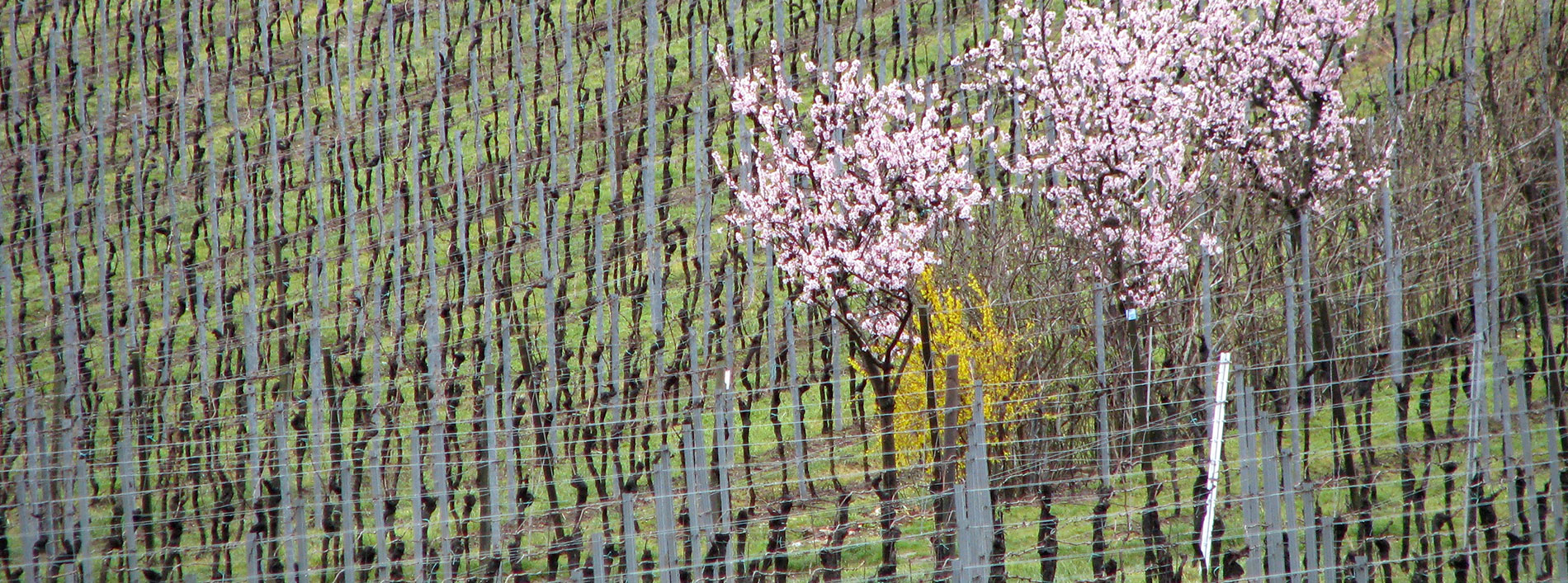 Ein Weinberg im Frühling in Rheinhessen …